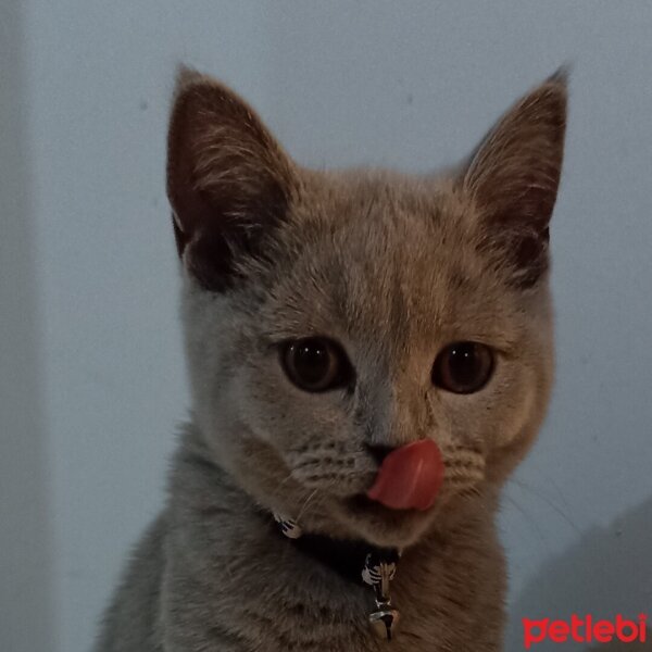 British Shorthair, Kedi  zilli fotoğrafı