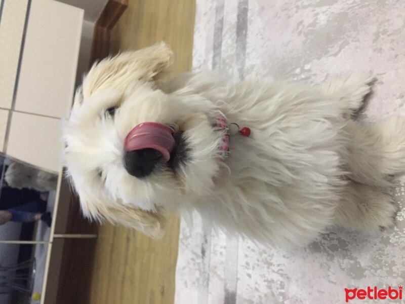 Maltese, Köpek  Lucy fotoğrafı