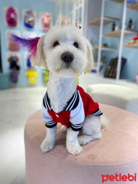 Maltese, Köpek  Lucy fotoğrafı