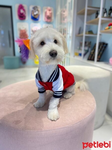 Maltese, Köpek  Lucy fotoğrafı