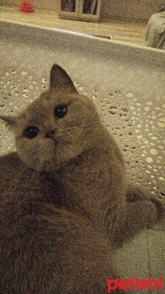 British Shorthair, Kedi  Mia fotoğrafı