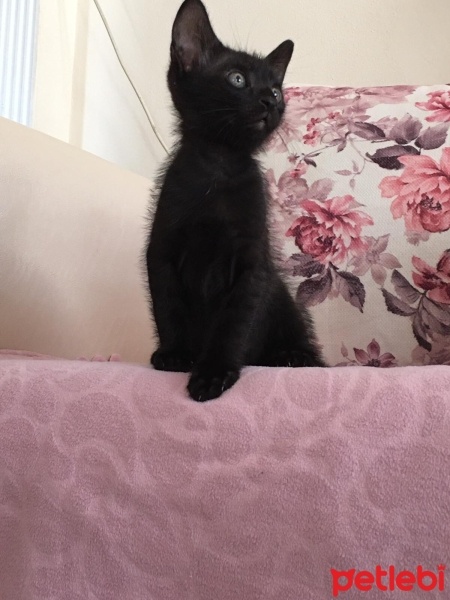Tekir Kedi, Kedi  BONCUK  2 aylık yavru fotoğrafı