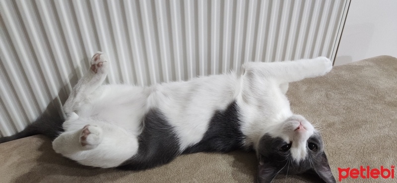 Tekir Kedi, Kedi  Vudi fotoğrafı