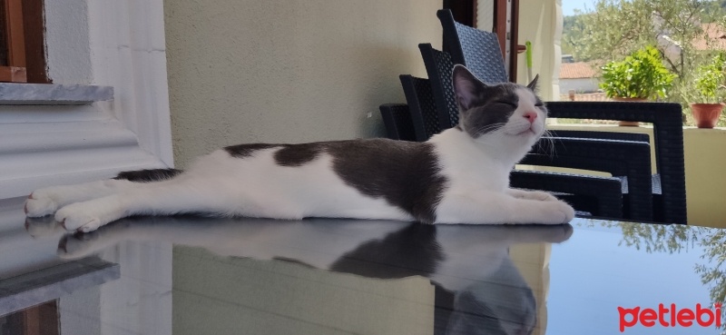 Tekir Kedi, Kedi  Vudi fotoğrafı