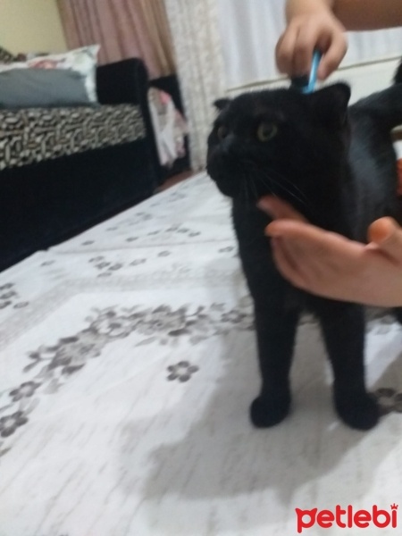 Scottish Fold, Kedi  Zeytin fotoğrafı