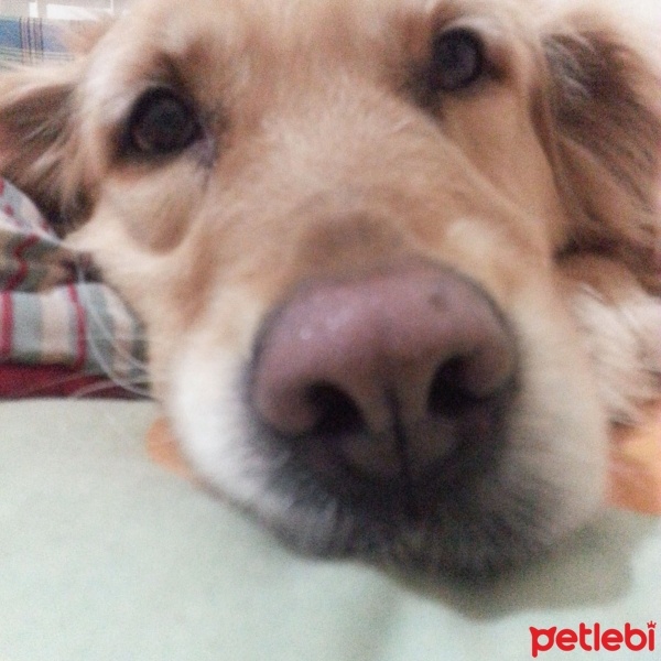 Golden Retriever, Köpek  Çakıl fotoğrafı