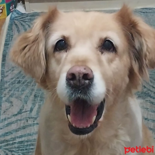 Golden Retriever, Köpek  Çakıl fotoğrafı