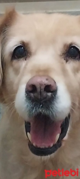Golden Retriever, Köpek  Çakıl fotoğrafı
