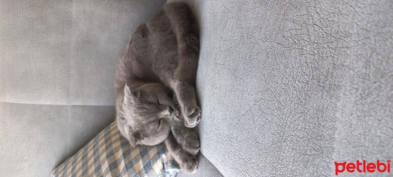 Scottish Fold, Kedi  Paşa fotoğrafı