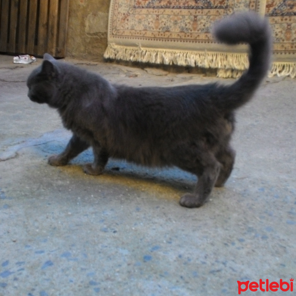 British Shorthair, Kedi  Duman fotoğrafı