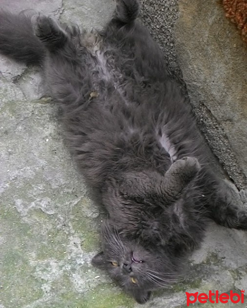 British Shorthair, Kedi  Duman fotoğrafı
