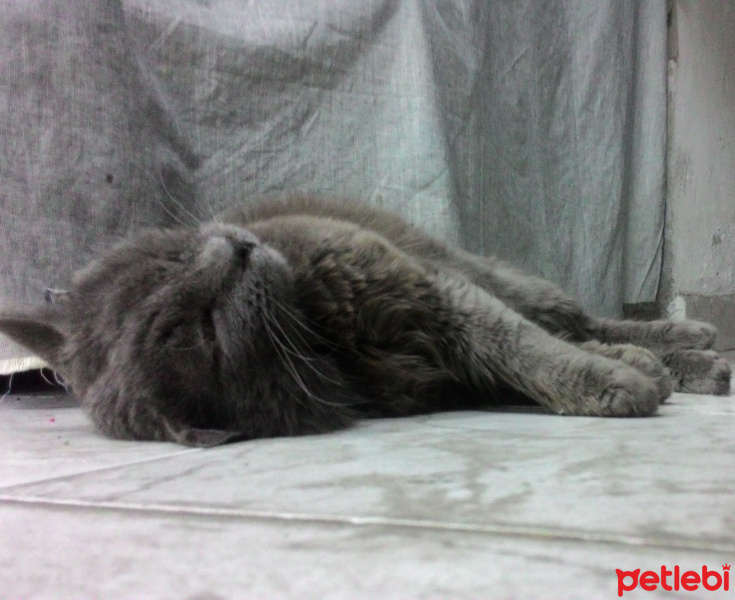 British Shorthair, Kedi  Duman fotoğrafı