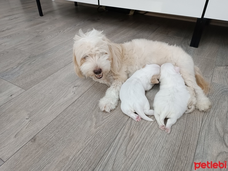 Maltese, Köpek  Şeker fotoğrafı