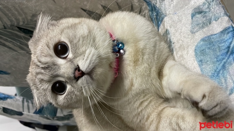 Scottish Fold, Kedi  Luna fotoğrafı