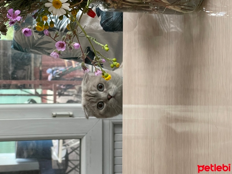 Scottish Fold, Kedi  Luna fotoğrafı