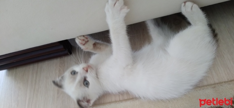 Scottish Fold, Kedi  Çakıl fotoğrafı
