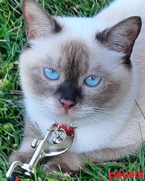 Scottish Fold, Kedi  Sütlaç Caramel fotoğrafı