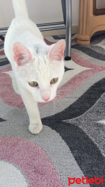 Van Kedisi, Kedi  Lokum fotoğrafı