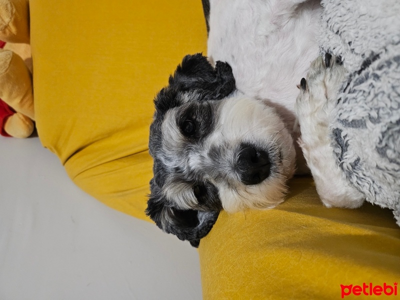 Avustralya Terrier, Köpek  Pati fotoğrafı