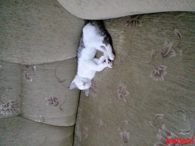 Tekir Kedi, Kedi  Boncuk fotoğrafı