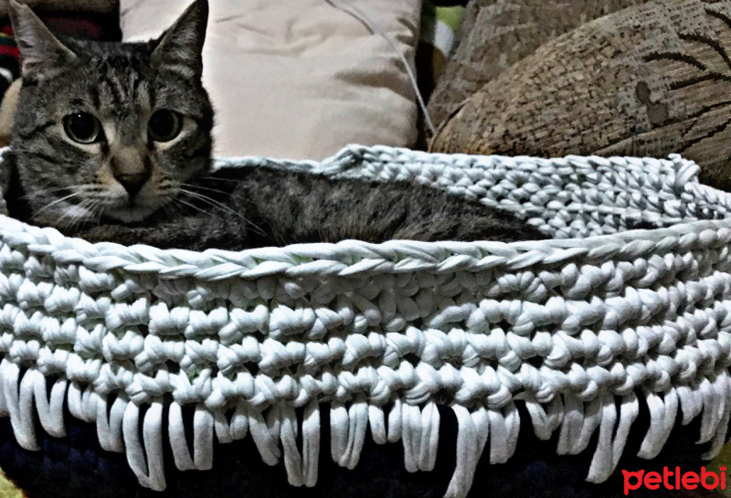 Tekir Kedi, Kedi  COCO fotoğrafı