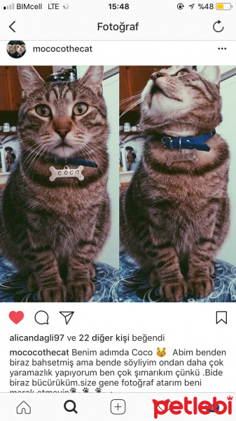 Tekir Kedi, Kedi  COCO fotoğrafı