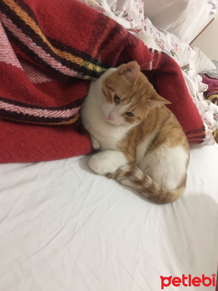 Tekir Kedi, Kedi  MOCO fotoğrafı