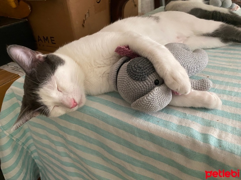 Tekir Kedi, Kedi  Minnoş fotoğrafı