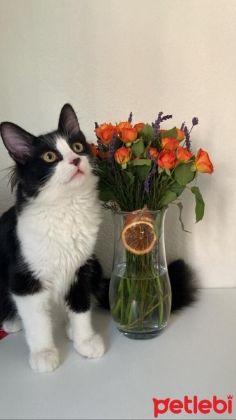 Tekir Kedi, Kedi  Boncuk fotoğrafı