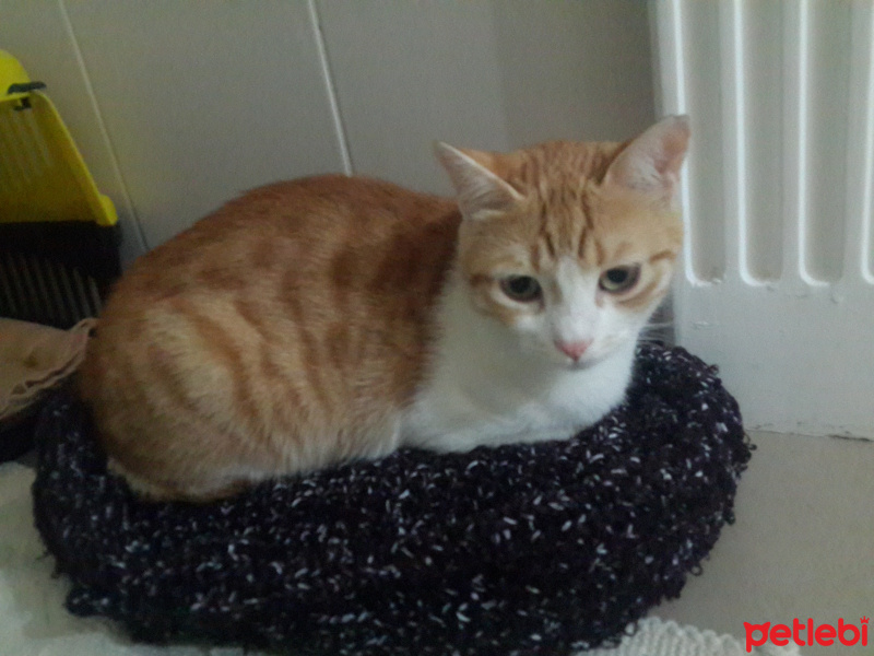 Tekir Kedi, Kedi  Mia fotoğrafı