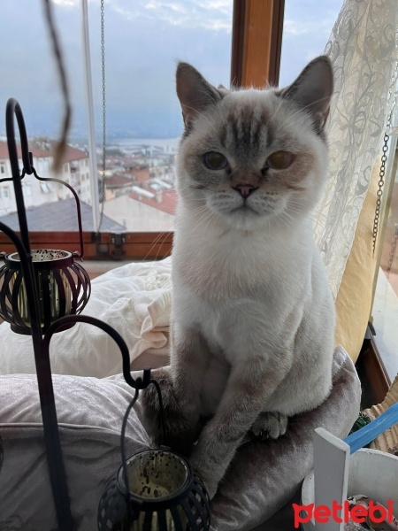 British Shorthair, Kedi  şeker fotoğrafı