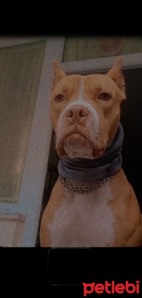 Amerikan Pitbull Terrier, Köpek  Rita fotoğrafı