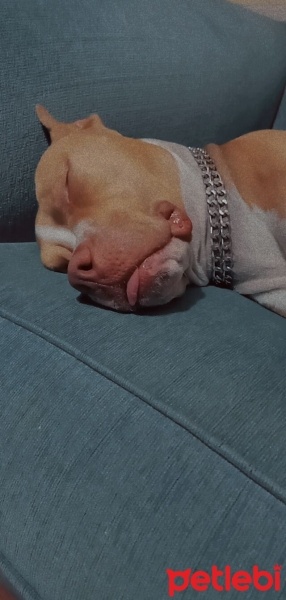 Amerikan Pitbull Terrier, Köpek  Rita fotoğrafı