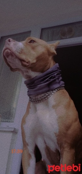 Amerikan Pitbull Terrier, Köpek  Rita fotoğrafı