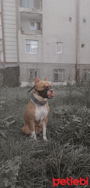 Amerikan Pitbull Terrier, Köpek  Rita fotoğrafı