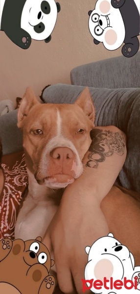 Amerikan Pitbull Terrier, Köpek  Rita fotoğrafı