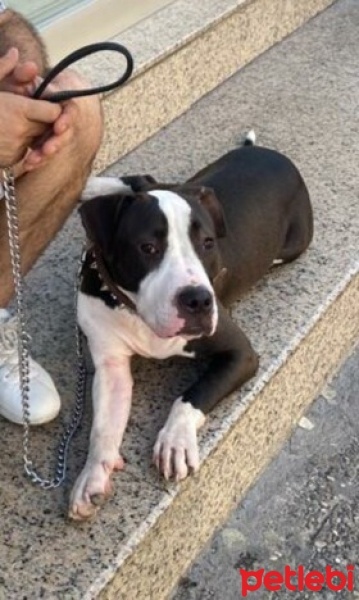 Amerikan Staffordshire Terrier, Köpek  Cherry fotoğrafı