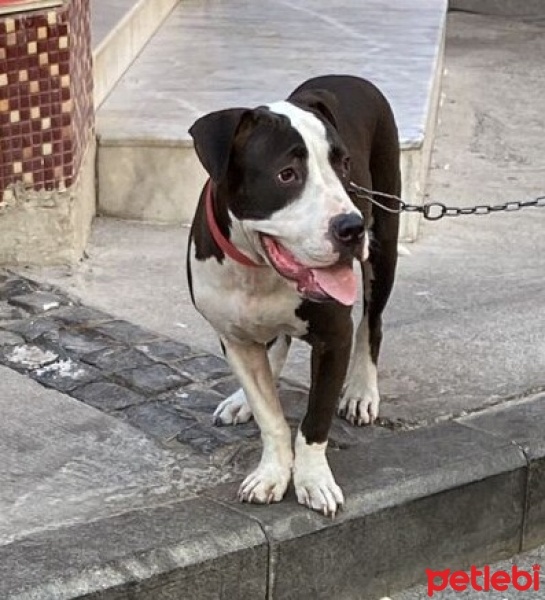 Amerikan Staffordshire Terrier, Köpek  Cherry fotoğrafı