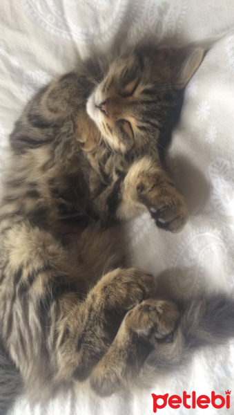 Tekir Kedi, Kedi  Minnoş fotoğrafı