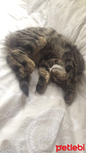 Tekir Kedi, Kedi  Minnoş fotoğrafı
