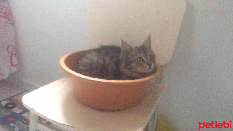 Tekir Kedi, Kedi  Minnoş fotoğrafı