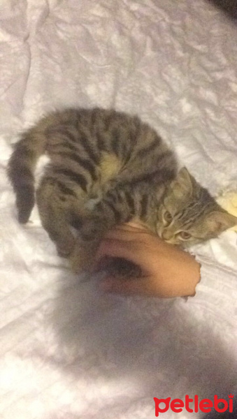 Tekir Kedi, Kedi  Minnoş fotoğrafı