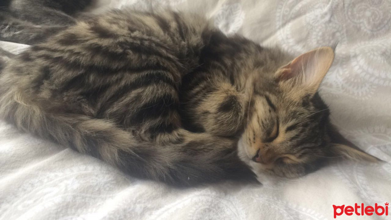 Tekir Kedi, Kedi  Minnoş fotoğrafı