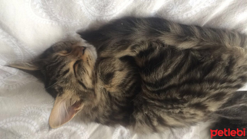 Tekir Kedi, Kedi  Minnoş fotoğrafı