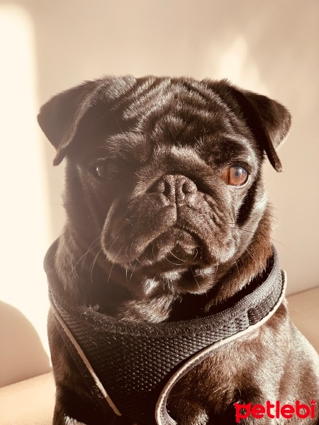 Pug, Köpek  Bihter fotoğrafı