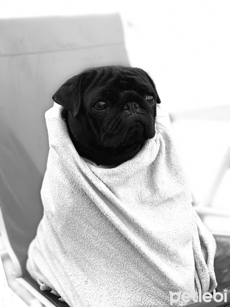 Pug, Köpek  Bihter fotoğrafı