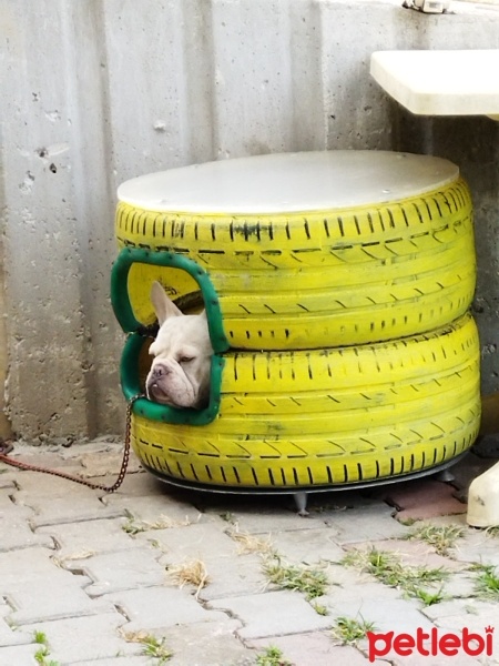 Fransız Bulldog, Köpek  Dublin fotoğrafı