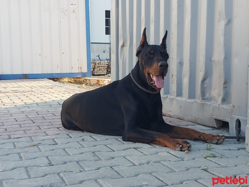 Doberman Pinscher, Köpek  Allen bolt legent hause fotoğrafı