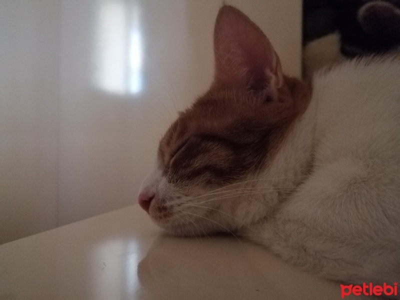 Sarman, Kedi  Balım fotoğrafı