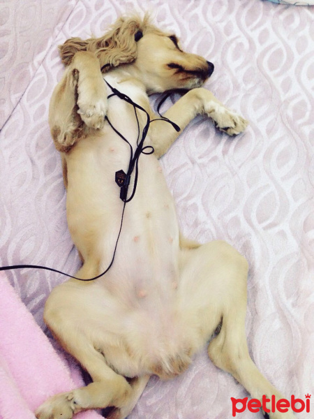 Amerikan Cocker Spaniel, Köpek  LİLA fotoğrafı